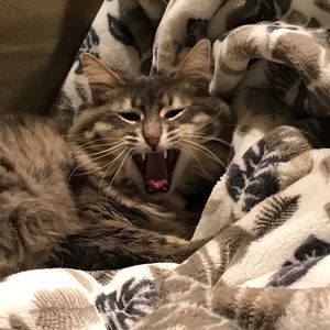 Meet your Posher, Peggy